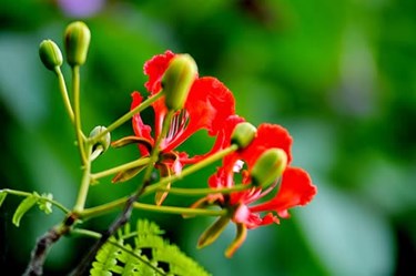 Hạ thắm lời chào năm học mới